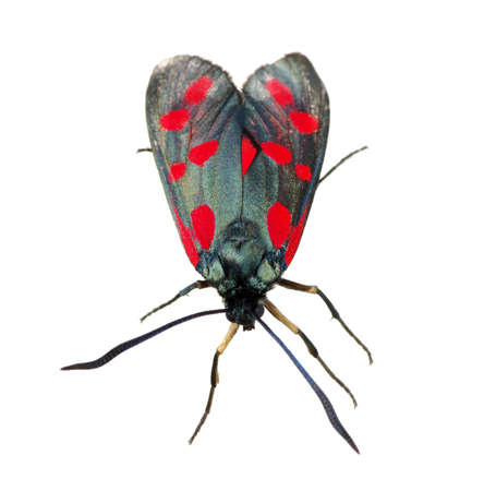 butterfly isolated on the whiteの写真素材