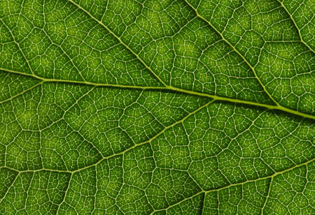 close up of green leaf texture