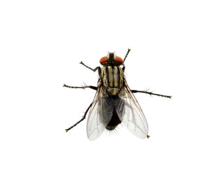 A macro shot of fly on a white background . Live house fly .Insect close-upの写真素材