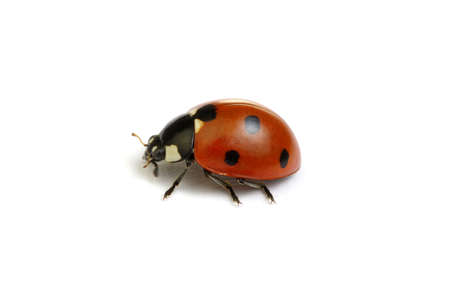 Ladybug isolated on white backgroundの写真素材