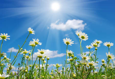 Field of daisies,blue sky and sun.の写真素材
