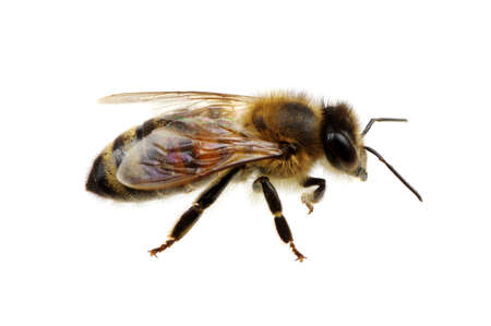 Bee isolated on the whiteの写真素材