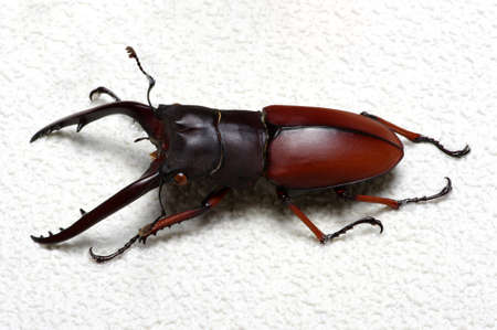 Stag beetle isolated on background