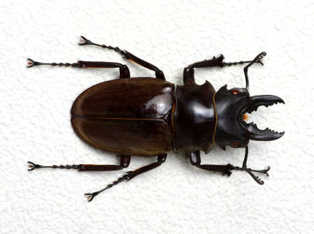Stag beetle isolated on background