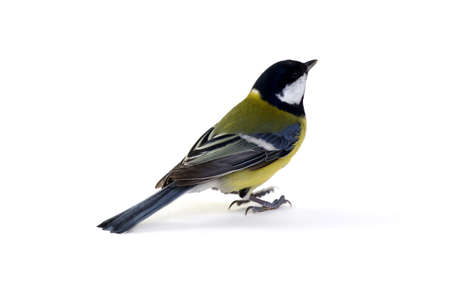 great tit, Parus major, isolated on whiteの写真素材