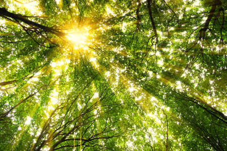 Forest with sunlight. The sun rays through branches of treesの写真素材