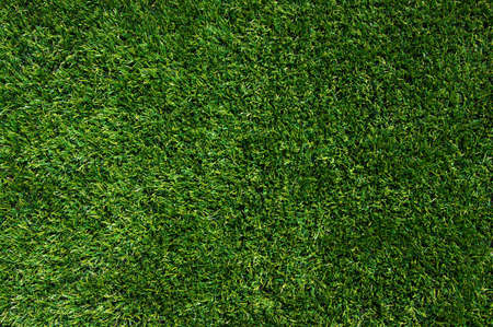 Background of a green grassの写真素材