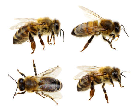 Set of bee isolated on the whiteの写真素材