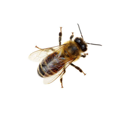 Bee isolated on the white