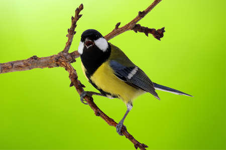 Great tit (Parus major) on green bokeh backgroundの写真素材