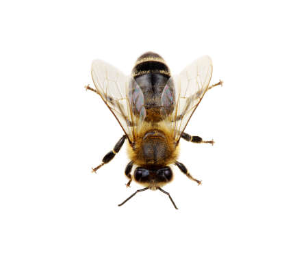 Bee isolated on the white. macro of a living insect.