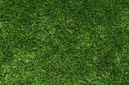 Background of a green grassの写真素材