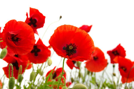 red poppy isolated on whiteの写真素材