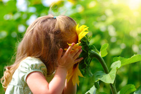Happy little girl smelling a sunflower on the field in summer.の写真素材