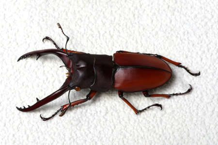Stag beetle isolated on backgroundの写真素材