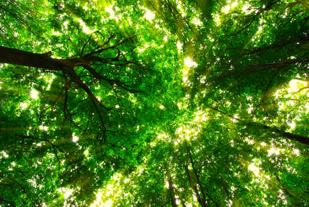 Forest with sunlight. The sun rays through branches of trees