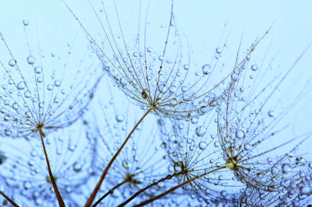 dandelion flower with water drops