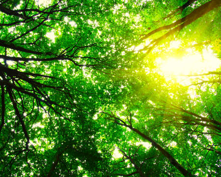Forest with sunlight. The sun rays through branches of trees