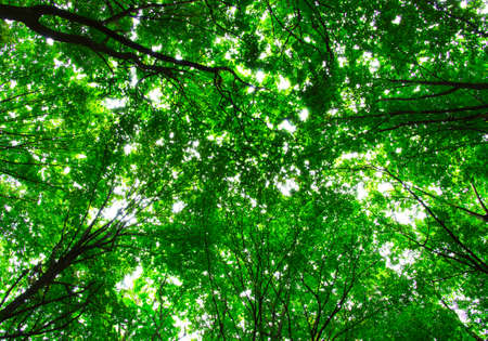 Trees in a green forest