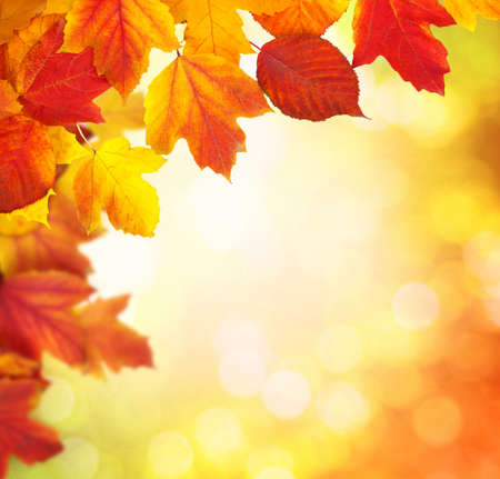 Fall, autumn, leaves background. A tree branch with autumn leaves on a blurred backgroundの写真素材