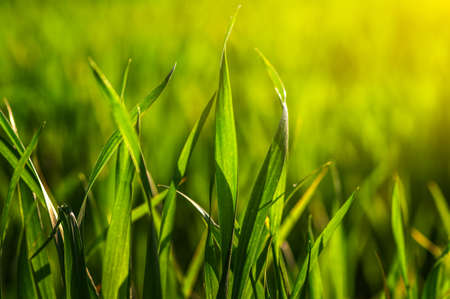 Green grass and sun lightの写真素材