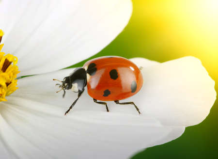 Ladybug and flower on sunの写真素材