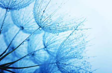 dandelion flower with water drops