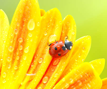 Ladybug and flower on sun