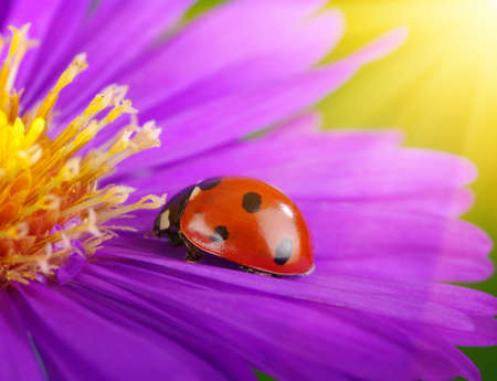 Ladybug and flower on sunの写真素材