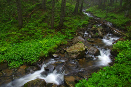 Creek in the woods and trees in the fogの写真素材