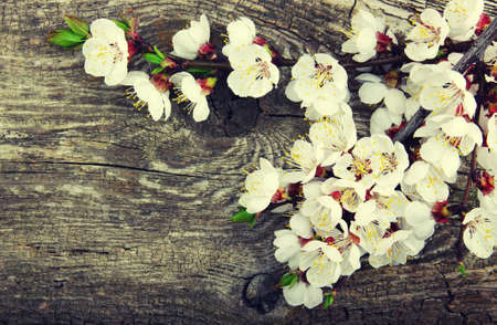 Spring blossoms on wood background with the effect of toningの写真素材