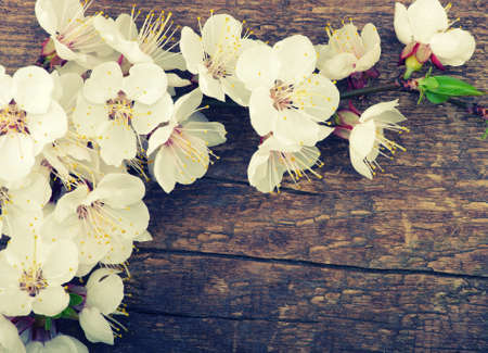 Spring blossoms on wood background with the effect of toningの写真素材
