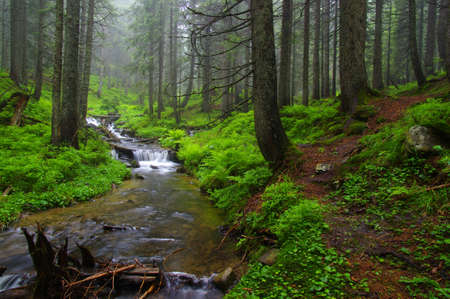 Creek in the woods and trees in the fogの写真素材