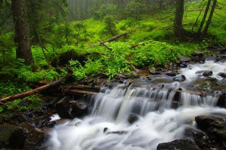 Creek in the woods and trees in the fogの写真素材