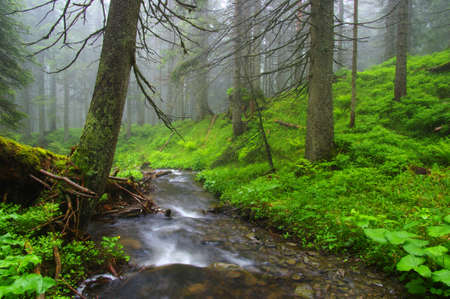 Creek in the woods and trees in the fogの写真素材