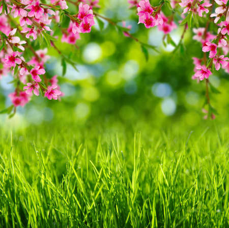 Spring blossom with soft blur background and grass
