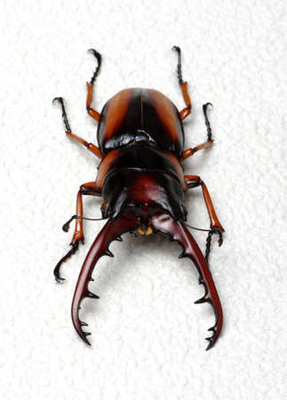 Stag beetle isolated on backgroundの写真素材