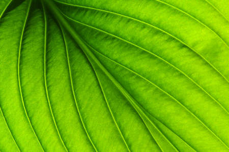 close up of green leaf textureの写真素材