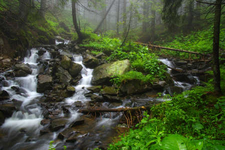 Creek in the woods and trees in the fogの写真素材