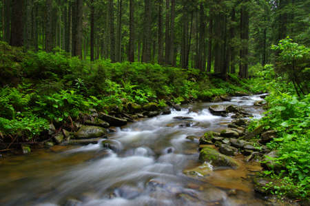 Mountain river flowing through the green forest. Stream in the wood.の写真素材