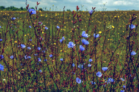 Field of wheat and sunの写真素材