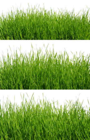 green grass isolated on whiteの写真素材