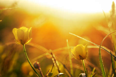 field of spring flowers and sunlightの写真素材