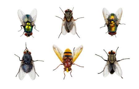 Set of insects fly on whiteの写真素材