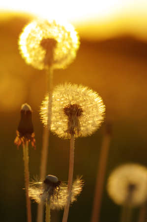 Dandelions in the sun on the fieldの写真素材
