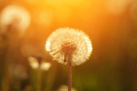 Dandelions in the sun on the fieldの写真素材