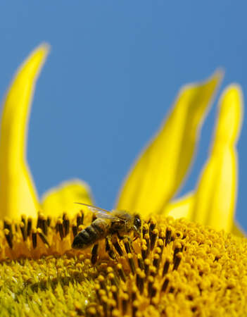 bee collects pollen in the sunflower