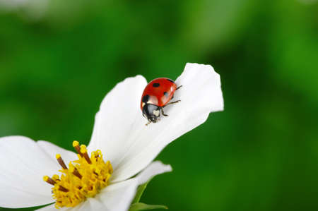 Ladybug and flower on a green backgroundの写真素材