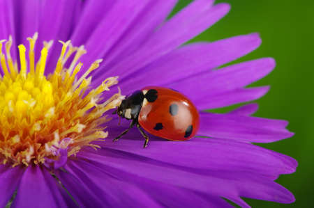 Ladybug and flower on a green backgroundの写真素材