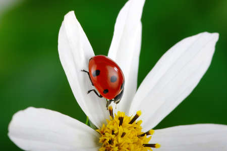 Ladybug and flower on a green backgroundの写真素材